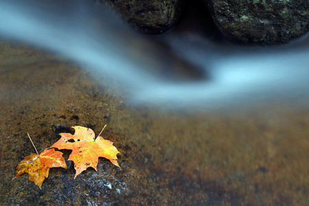 Current water. Yellow leaves on a stone near to a stream of water.の写真素材