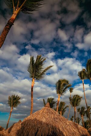Vacation in tropical countries. Beach chairs, umbrella and palms on the beach. Beautiful tropical beach with coconut palm and blue sky.の写真素材