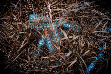 Plastic bottles in the dried grass. Problem in the natural environment, pollution of nature is not...