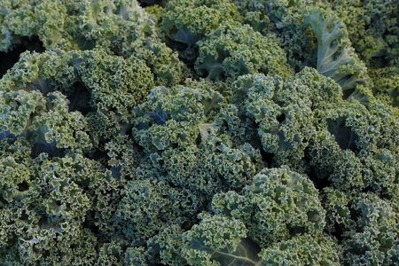 Ecologic, natural cultivated vegetables. Organic, fresh farm grown lettuce. Ecologic natural vegetable background.の写真素材
