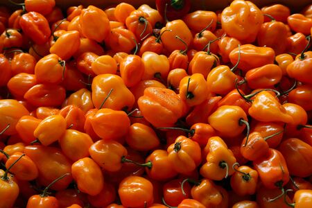Ecologic, natural cultivated vegetables. Organic, fresh hot pepper. Ecologic natural vegetable...