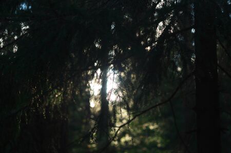 Fir trees silhouette and setting sun rays through braches. Natur