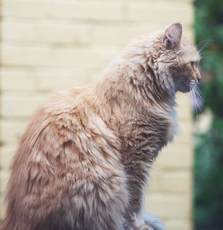 cat sitting on the groundの写真素材