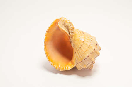Seashell rapana side view rotated