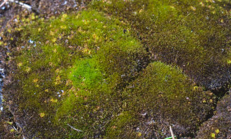 Close-Up Of Moss Growing In Forestの写真素材