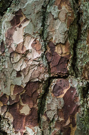 Texture of the pine bark