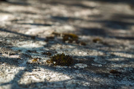 Moss green texture. Moss background. Green moss on grunge texture, background.の写真素材
