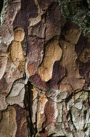 Texture of the pine bark