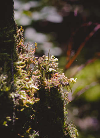 tree Overgrown With Green Moss In Forest