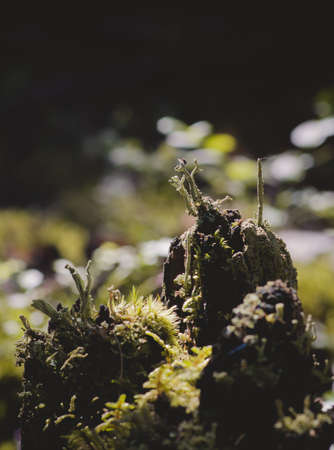 tree Overgrown With Green Moss In Forestの写真素材