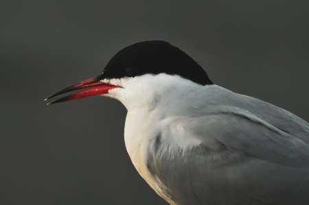 Close-up seagull with an open beak.
