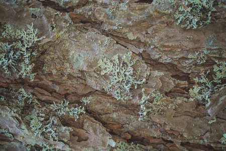 Texture Of Bark Wood Use As Natural Background.Copy space