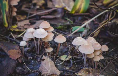 Mushrooms growing next to lilies of the valley in the autumn forest