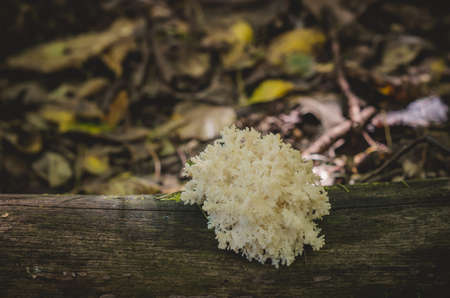 Delicious edible white mushroom coral Hericium grows on a tree in the autumn forestの写真素材