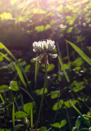 autumn herbs in the sun. Sunset in the forestの写真素材