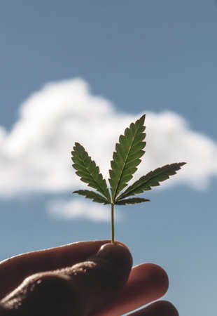 Cannabis leaf against the sky. Hand holding a marijuana leaf on a background of blue sky. Green cannabis on marijuana field farmの写真素材