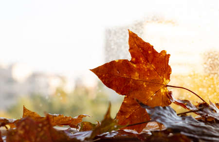 Yellow maple leaves on the window.Autumn mood.