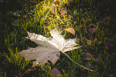 a yellow maple leaf is lying on the grass.Sun ray.Autumn mood.