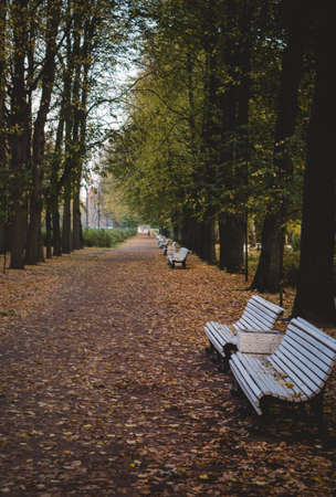 Alley in the Park.Autumn mood.Fallen yellow leaves and benches.の写真素材