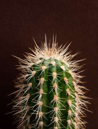 Beautiful Cactus in the garden, close up detail.