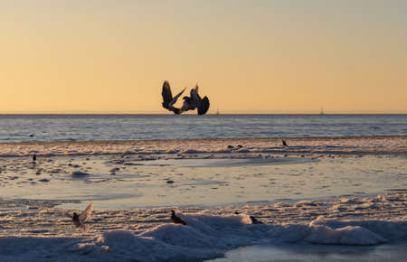 Pigeons on the snowy shore of the Bay.Winter sunset on the sea.の写真素材