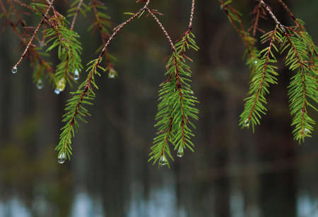 Spruce branch with raindrops on a foggy day in the forest.