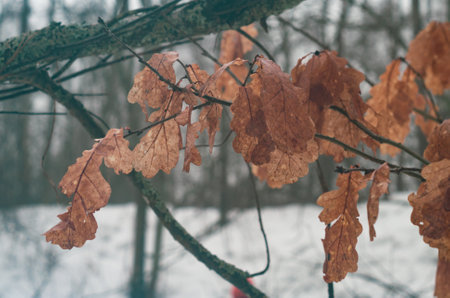Yellow Oak Leaves Branch Foggy Forest After Rain
