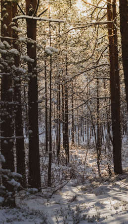 Beautiful winter forest at sunset. Trees covered with snow.の写真素材