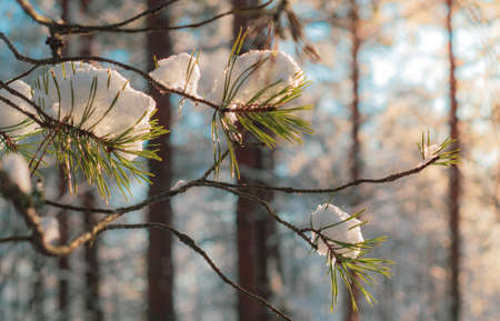 Tree branches covered with snow. Winter sunset in the forest.の写真素材