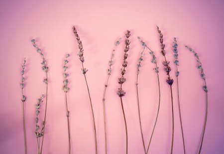 Dry lavender branches on a purple-pink background.Flat layの写真素材