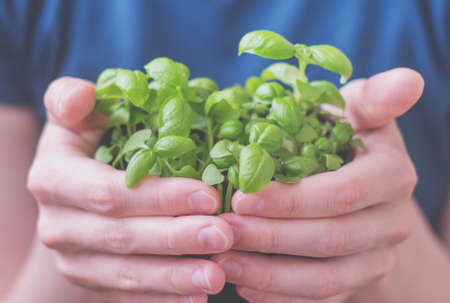 Women's hands hold a pot of young herbs. Planting seedlings indoors. Homemade basil in a pot. Healthy organic food concept. Gardening on a balcony or greenhouse in early spring.の写真素材