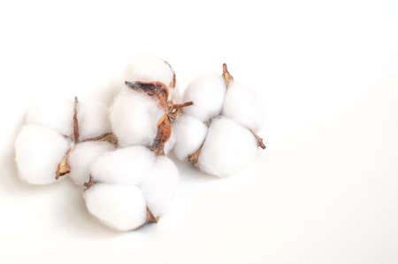 Cotton flowers on a white background. Copy space.Flat lay.の写真素材
