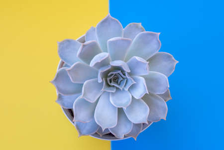 A succulent in a pot on a yellow-blue background. View from the top. Copy space.Flat lay.の写真素材