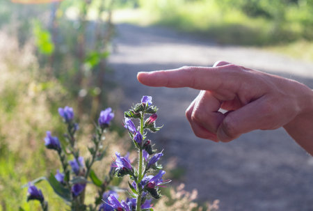 Woman's hand touches Blue melliferous flowers - Blueweed (Echium vulgare) is a medicinal plant....