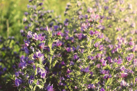 Medicinal herbs Blue melliferous flowers-Blueweed (Echium vulgare) in the meadow. Warm evening light...