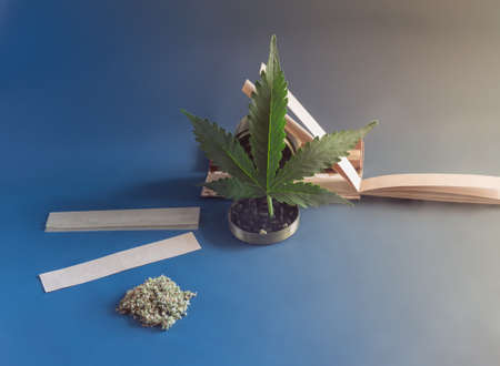 Cannabis indica joints, bud, and grinder over blue background.devices for twisting homemade...