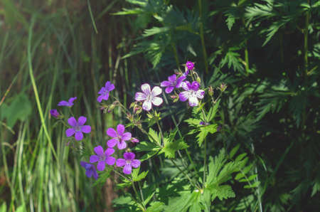 Geranium sylvaticum, woodland geranium. Purple forest geranium flowers on a green background...
