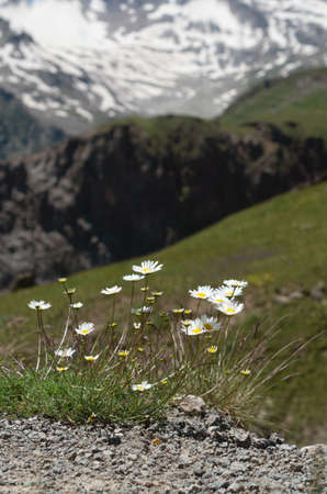 Blooming daisies grow in the rock. Wild mountain flowers on a background of snowy mountains. Close up.の写真素材