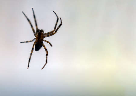 A spider on a white background. Close-up of a predatory insect with copy space. Layout for the text. Web banner.の写真素材