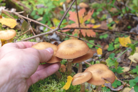 Seasonal picking of edible mushrooms in the forest. A man's hand collects mushrooms (Agaric honey) from the ground. Close up.の写真素材