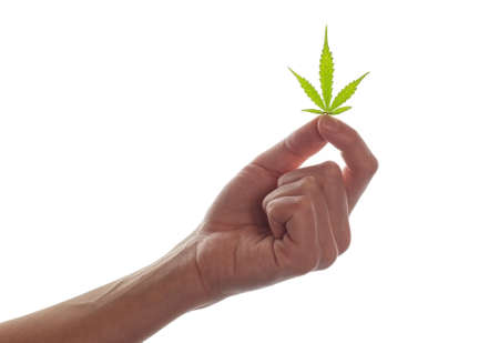 A female hand holds a leaf of marijuana on a white background.の写真素材