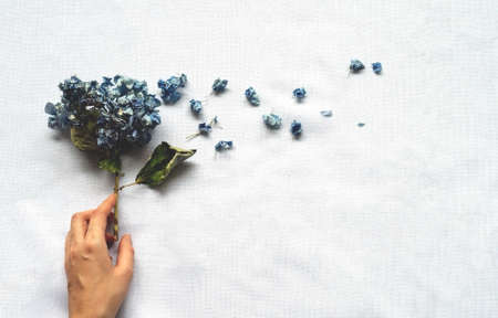A woman's hand holds a bouquet of dried hydrangeas on a white background. Mockup with dry flowers. Flat layの写真素材
