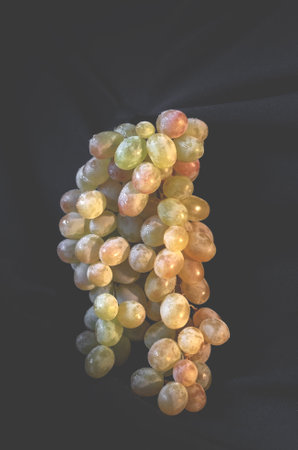 A branch of ripe white grapes on a dark background with splashes of water. Copy space.の写真素材
