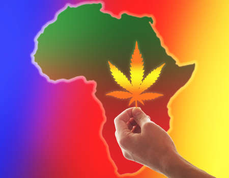 A hand holds a cannabis leaf against the background of the African continent. The concept of the cannabis industry.の写真素材