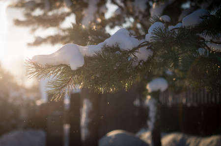Spruce branches covered with snow at sunset.Christmas background