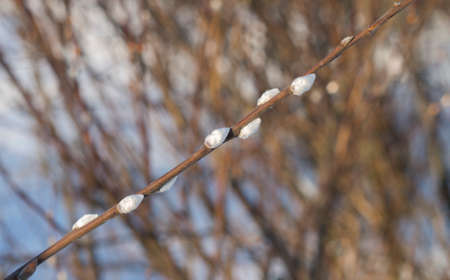 Willow branch in early spring in the forest. Roof buds on a tree.