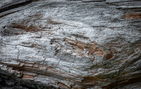 Rough texture of old wood. Abstract natural background. copyspace.の写真素材