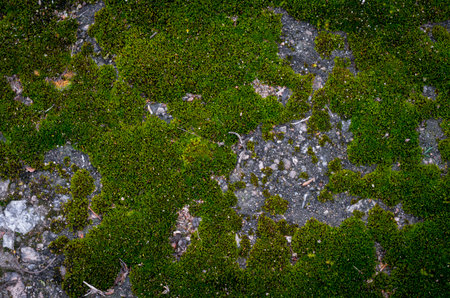 Rock covered with moss on a cloudy day. Abstract natural background with copy space.の写真素材