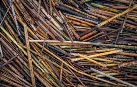 Natural background with dry grass on the bank of the river. Dried grass in the water. Cold background with copy spaceの写真素材