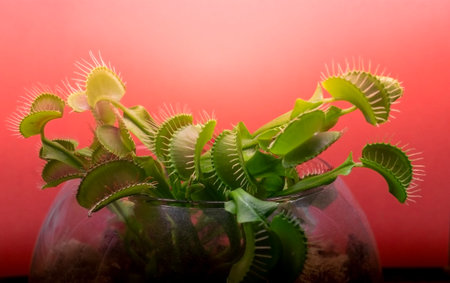 Carnivorous Venus Fly Traps (Dionaea muscipula) in terrarium.の写真素材